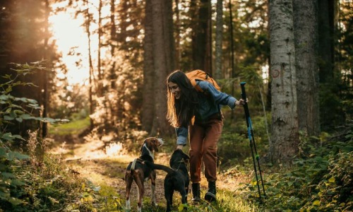 a person with a group of dogs in a forest